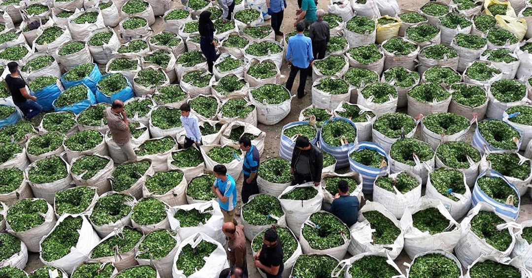 خرید چای از چای کاران شمال کشور